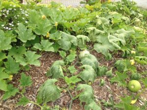 Pumpkins just starting to grow